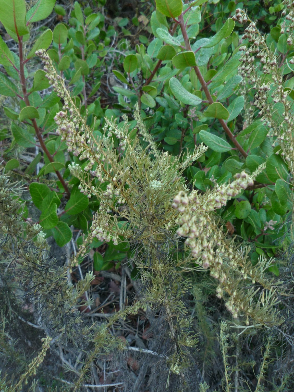 High Resolution Artemisia californica Fruit